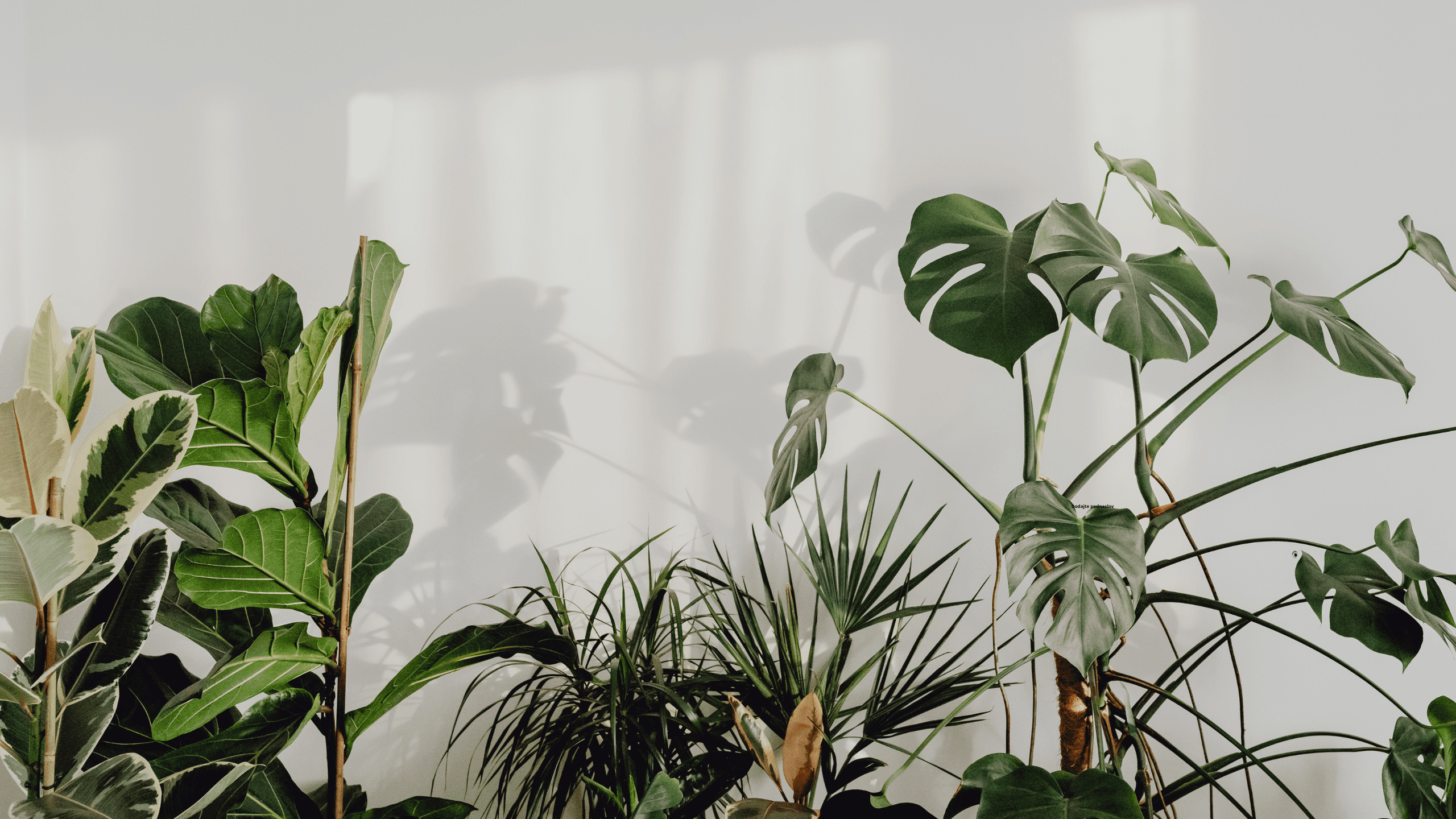 Sobne biljke – pročišćivači ili samo ukras?